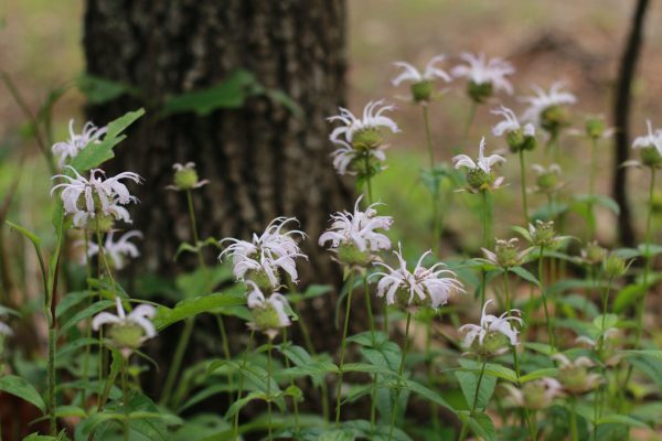 Bergamot, Woodland (Monarda bradburiana), wildflower, hamilton native outpost