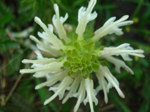 Wood Betony (Pedicularis canadensis), wildflower, Hamilton Native Outpost