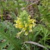 Wood Betony (Pedicularis canadensis), wildflower, Hamilton Native Outpost