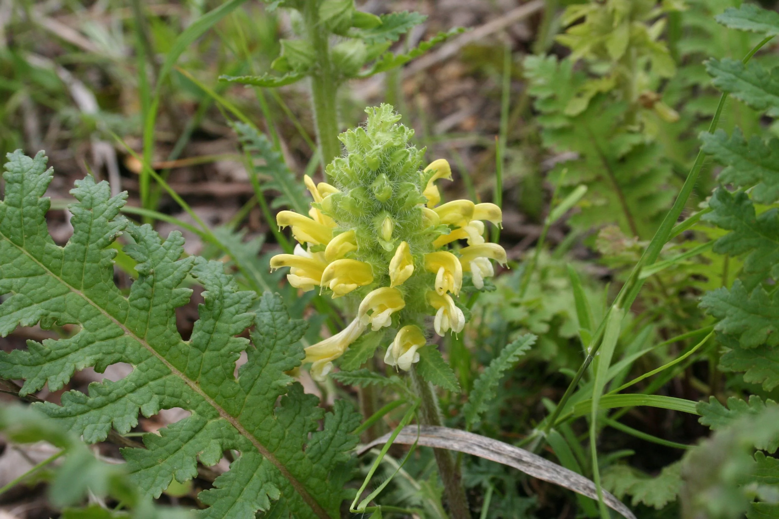 Wood Betony (Pedicularis canadensis), wildflower, Hamilton Native Outpost