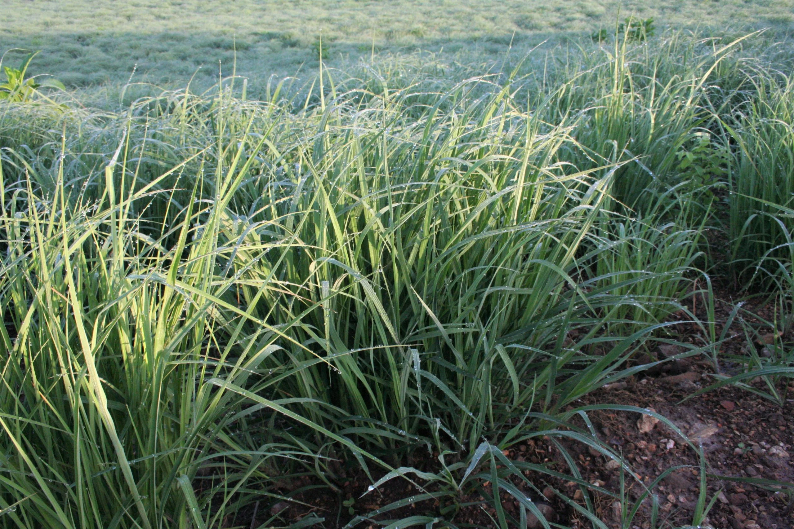 Big Bluestem (Andropogon gerardii), grass, hamilton native outpost