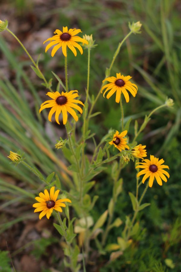 Black-eyed Susan, Common (Rudbeckia hirta), wildflower, hamilton native outpost
