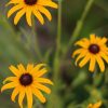 Black-eyed Susan, Common (Rudbeckia hirta), wildflower, hamilton native outpost