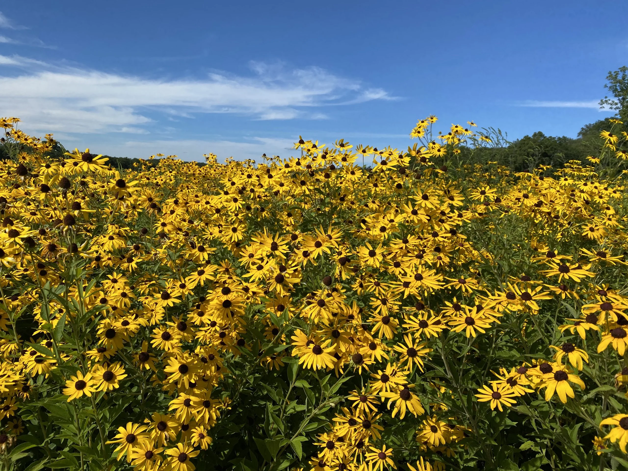 Black-eyed Susan, Sweet (Rudbeckia subtomentosa), wildflower, hamilton native outpost