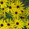 Black-eyed Susan, Sweet (Rudbeckia subtomentosa), wildflower, hamilton native outpost