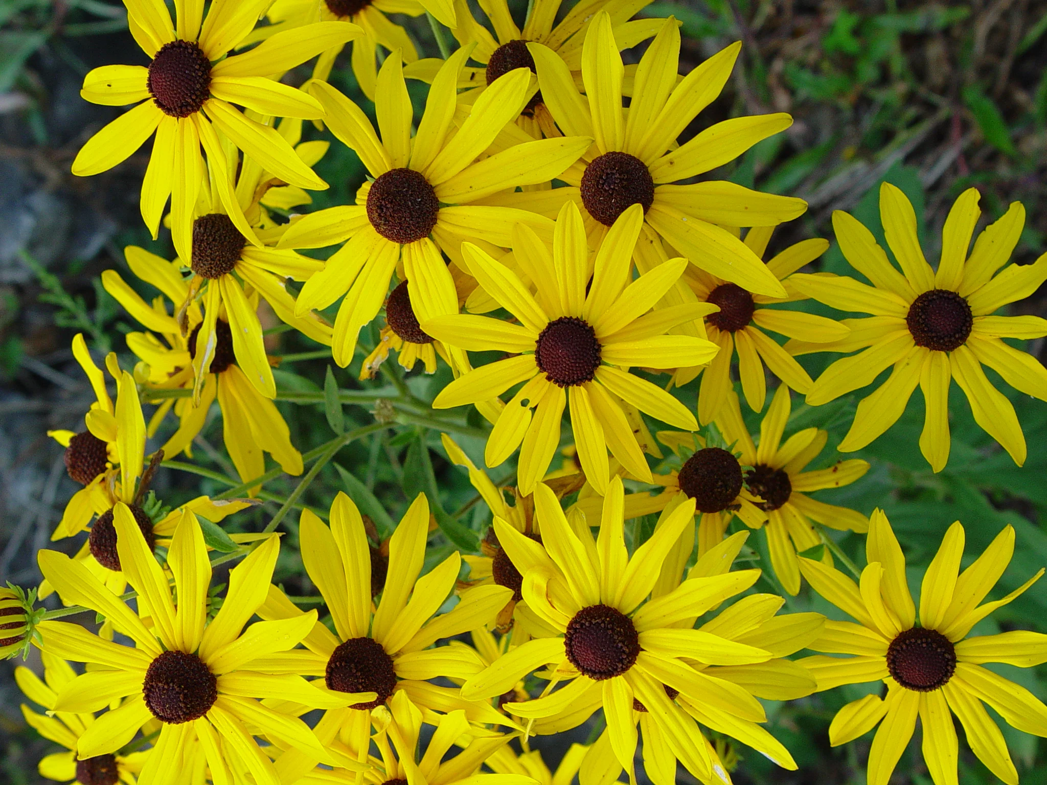 Black-eyed Susan, Sweet (Rudbeckia subtomentosa), wildflower, hamilton native outpost