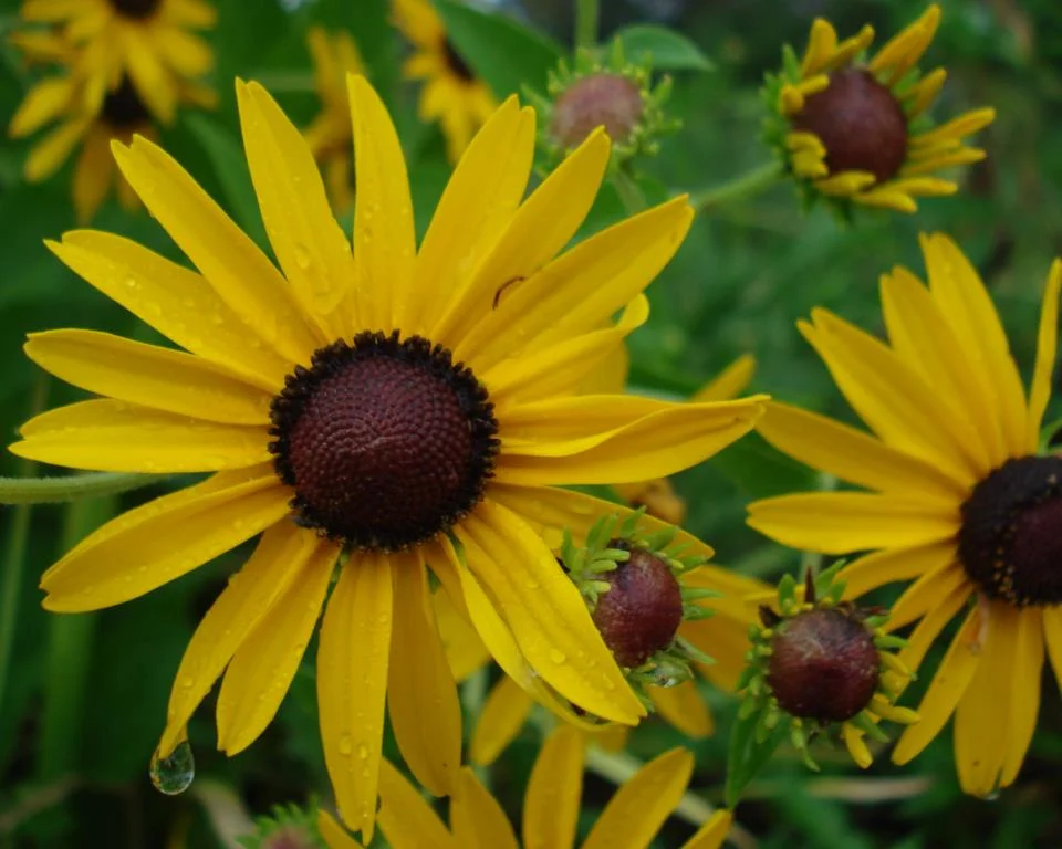 Black-eyed Susan, Sweet (Rudbeckia subtomentosa), wildflower, hamilton native outpost