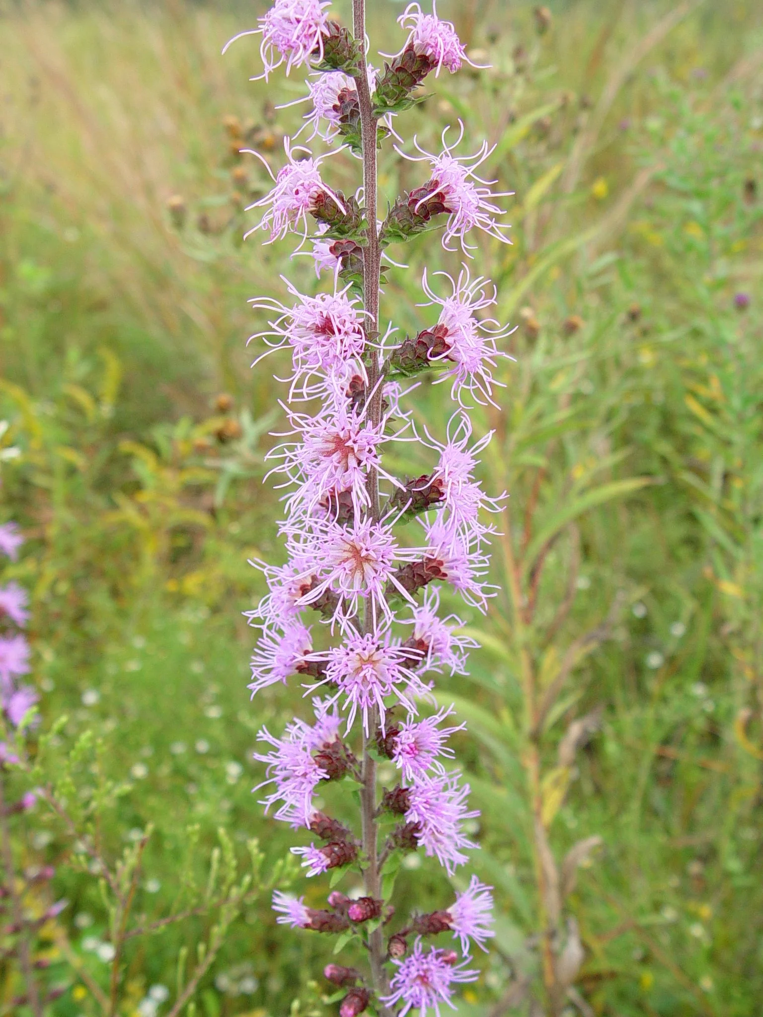 Blazing Star, Button (Liatris aspera), wildflower, hamilton native outpost