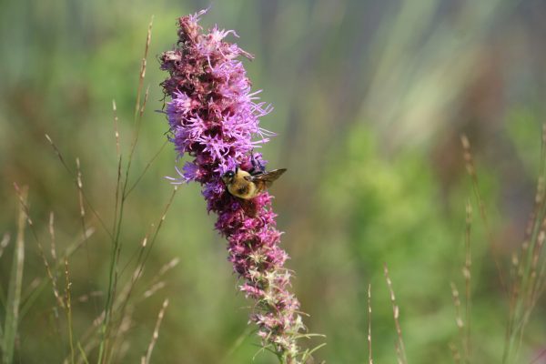 Prairie Blazing Star (Liatris pycnostachya), wildflower, hamilton native outpost