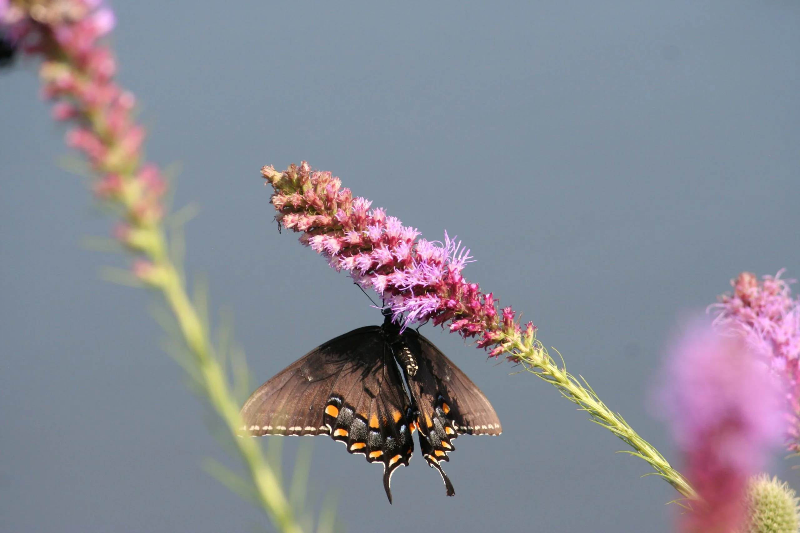 Prairie Blazing Star (Liatris pycnostachya), wildflower, hamilton native outpost