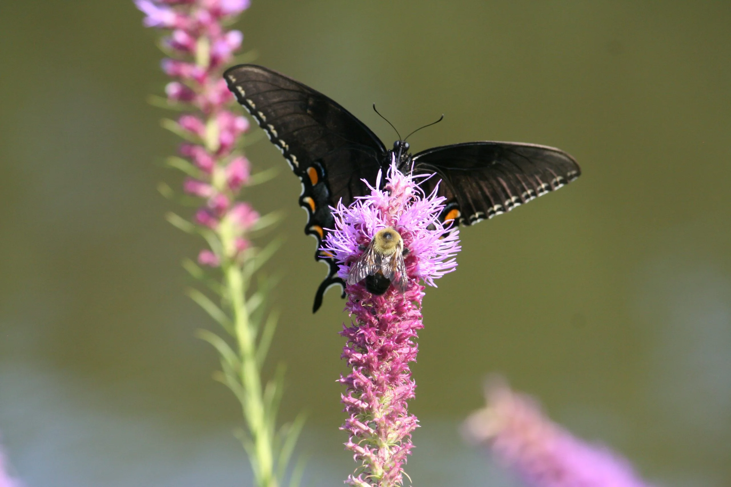 Prairie Blazing Star (Liatris pycnostachya), wildflower, hamilton native outpost