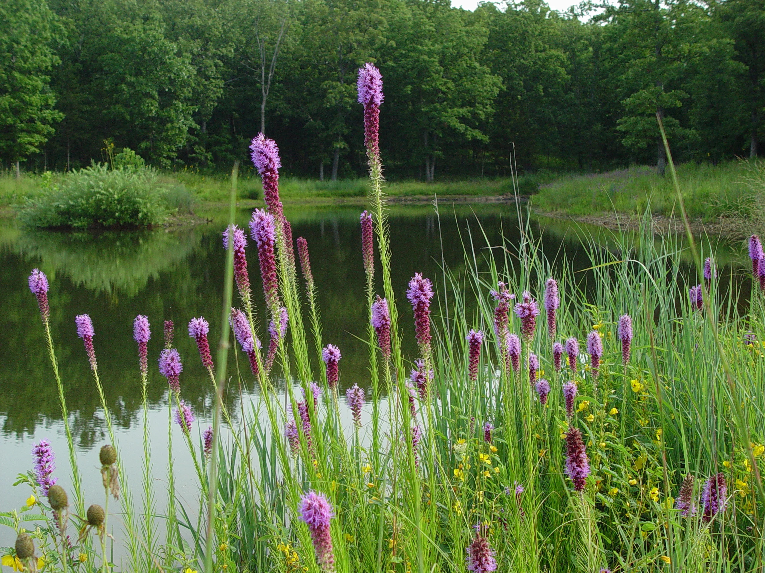 Prairie Blazing Star (Liatris pycnostachya), wildflower, hamilton native outpost