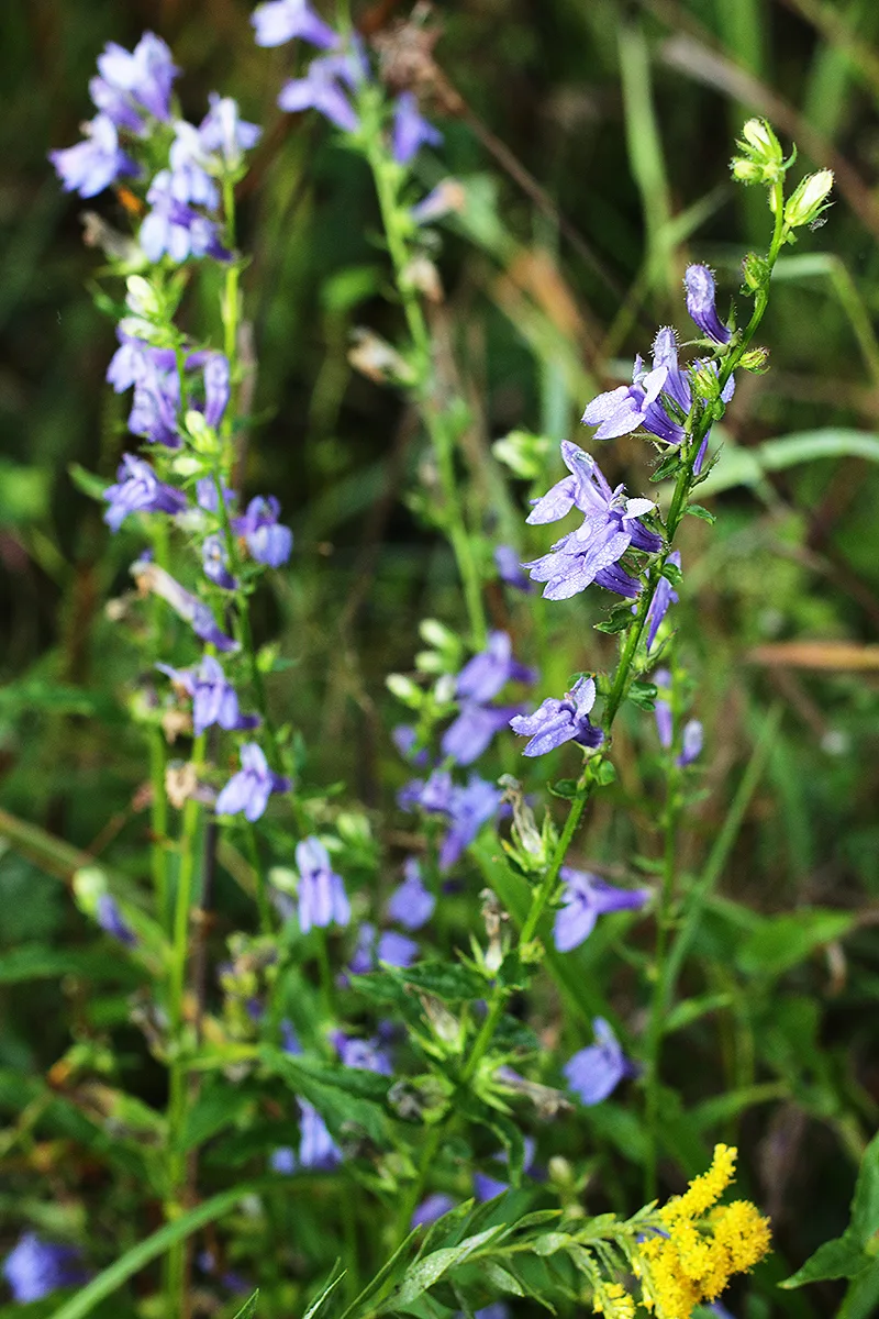 Lobelia, Blue - Image 2