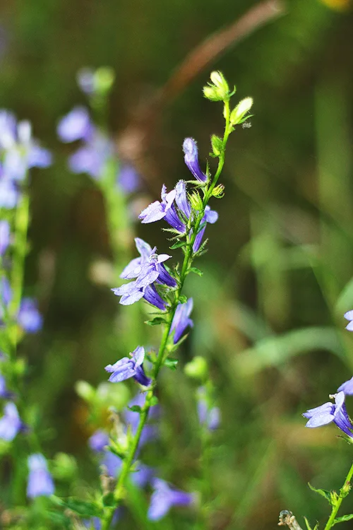 Lobelia, Blue - Image 3