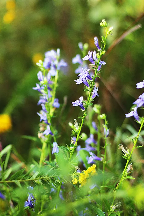 Lobelia, Blue - Image 4