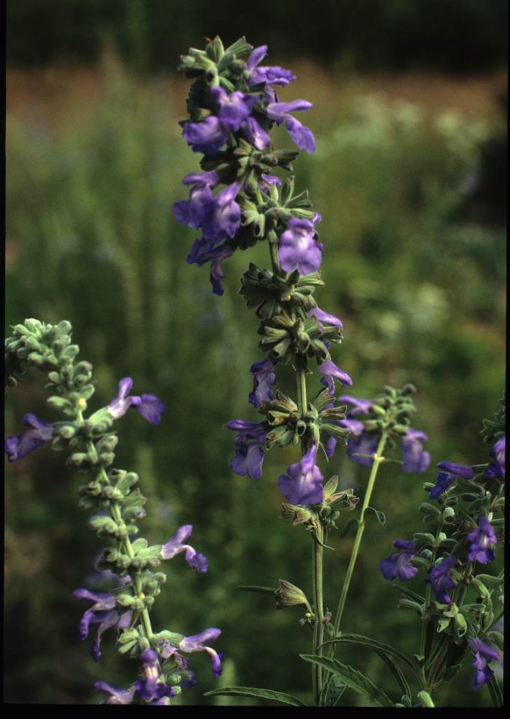 Pollinators Hamilton Native Outpost
