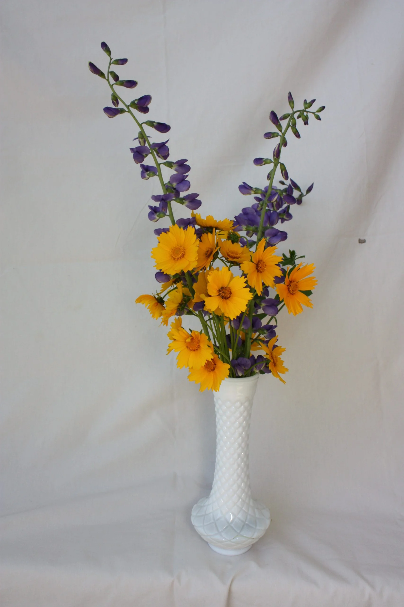 Coreopsis, Tickseed (Coreopsis lanceolata)and Blue Indigo (Baptisia australis), native wildflower bouquet, Hamilton Native Outpost