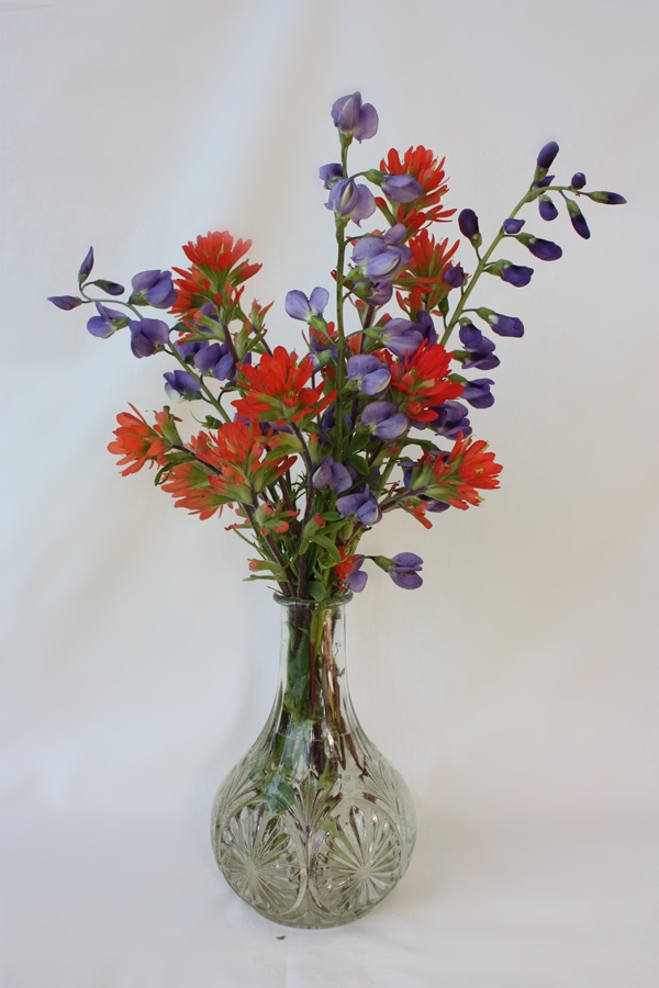 Blue Indigo (Baptisia australis), Indian Paintbrush (Castilleja coccinea), wildflower bouquet, Hamilton Native Outpost