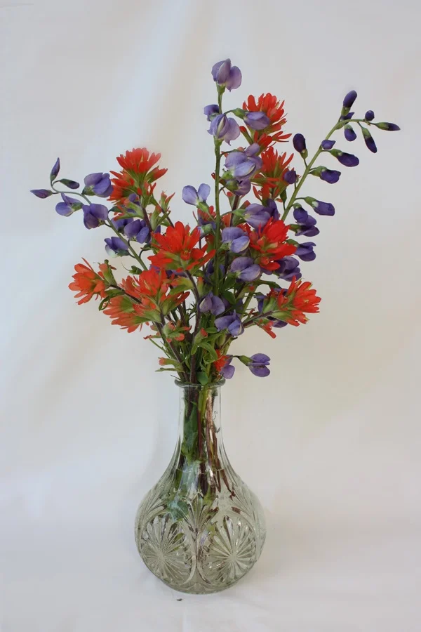 Blue Indigo (Baptisia australis), Indian Paintbrush (Castilleja coccinea), wildflower bouquet, Hamilton Native Outpost