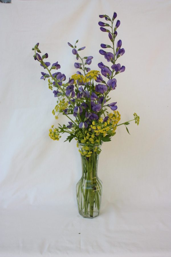 Blue Indigo (Baptisia australis), Golden Alexander (Zizia aurea), wildflower bouquet, Hamilton Native Outpost