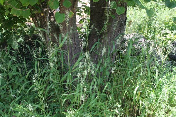Bottlebrush Grass (Elymus hystrix), grass, Hamilton Native Outpost