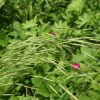 Brome Woodland (Bromus pubescens), grasss, Hamilton Native Outpost