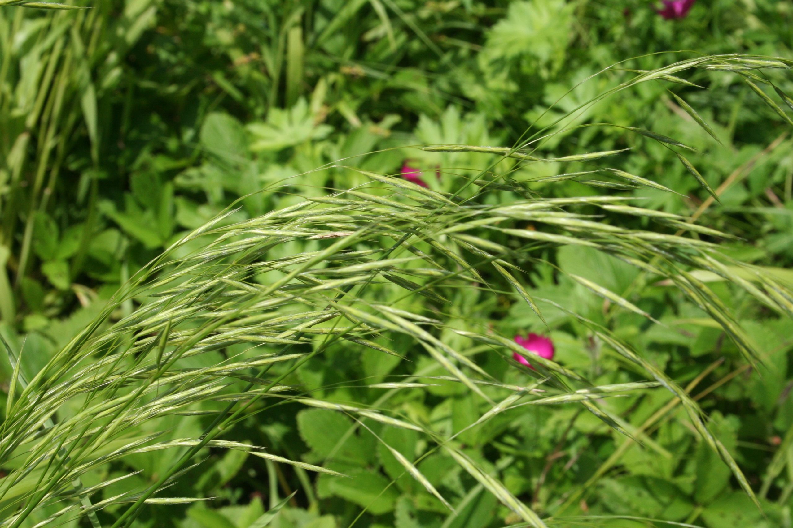 Sow Wild Natives-Hairy Woodland Brome (Bromus pubescens)
