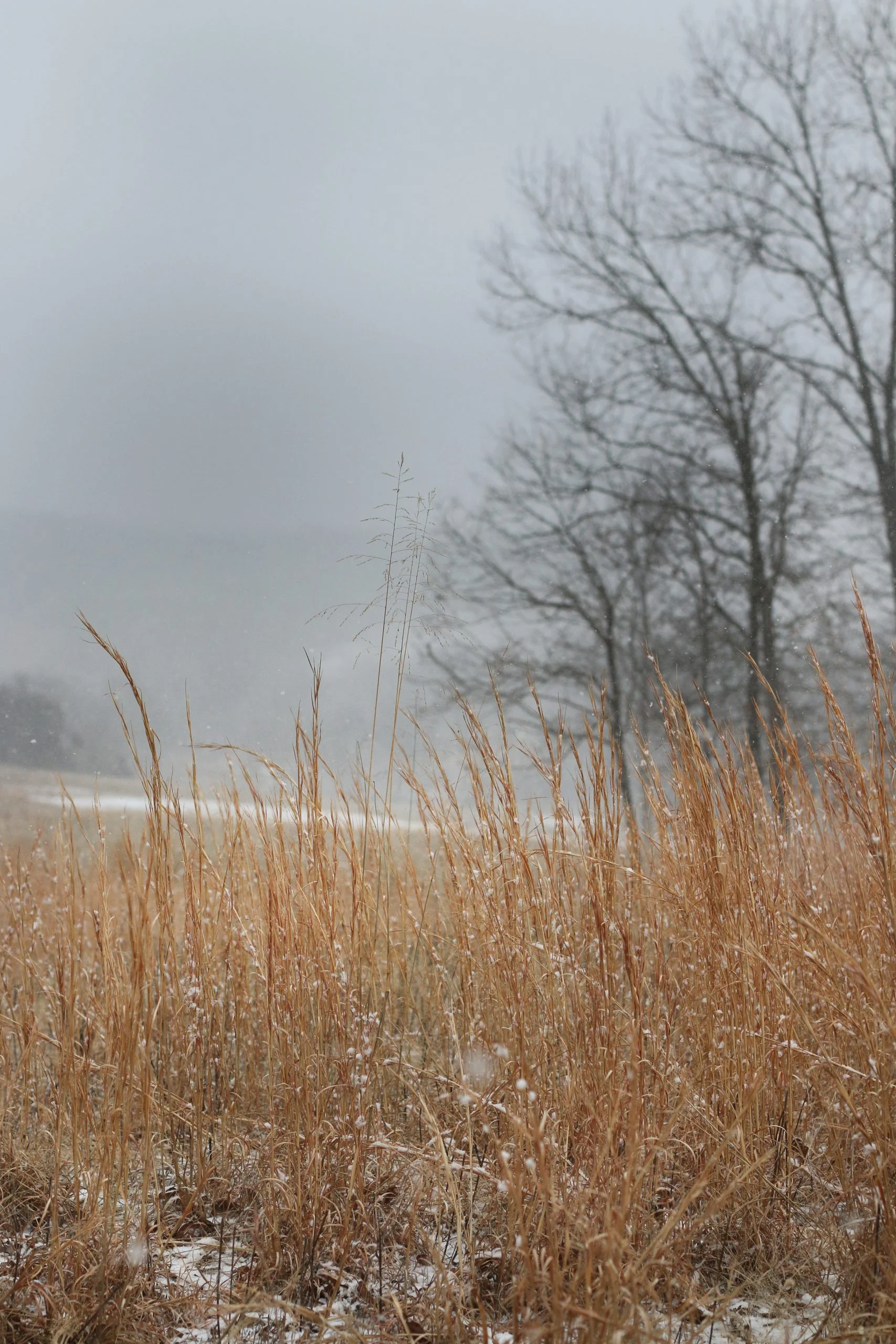 Broomsedge (Andropogon virginica), grass. hamilton native outpost