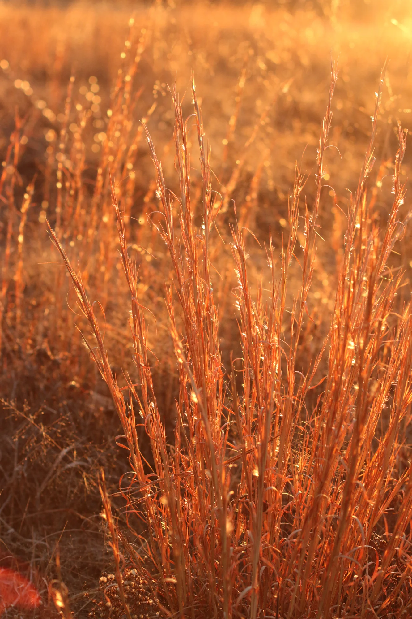 Broomsedge (Andropogon virginica), grass. hamilton native outpost