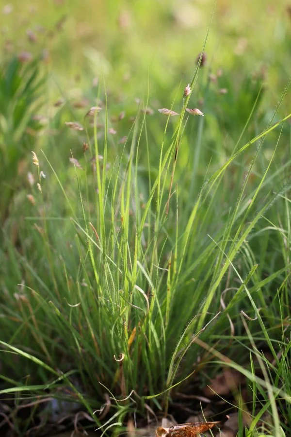 Buffalograss (Buchloe dactyloides), native grass, Hamilton Native Outpost