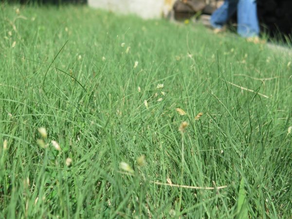 Buffalograss (Buchloe dactyloides), native grass, Hamilton Native Outpost