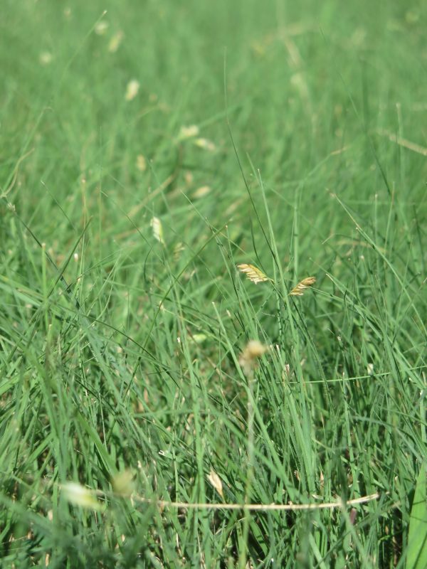 Buffalograss (Buchloe dactyloides), native grass, Hamilton Native Outpost