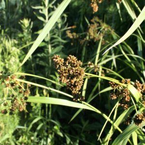 Bulrush, Dark Green (Scirpus atrovirens), native grass, Hamilton Native Outpost