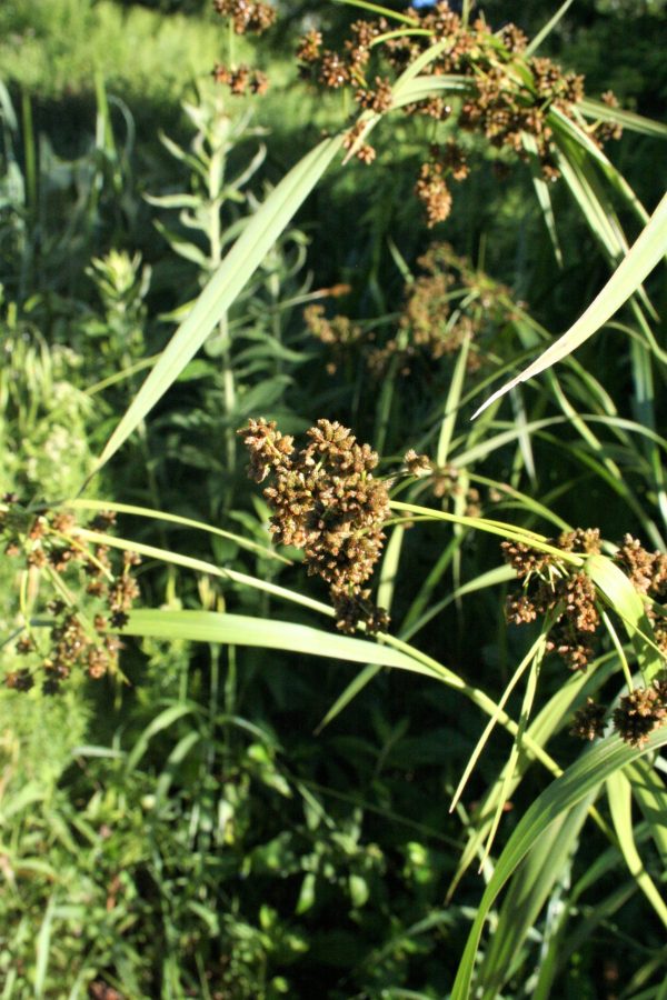 Bulrush, Dark Green (Scirpus atrovirens), native grass, Hamilton Native Outpost