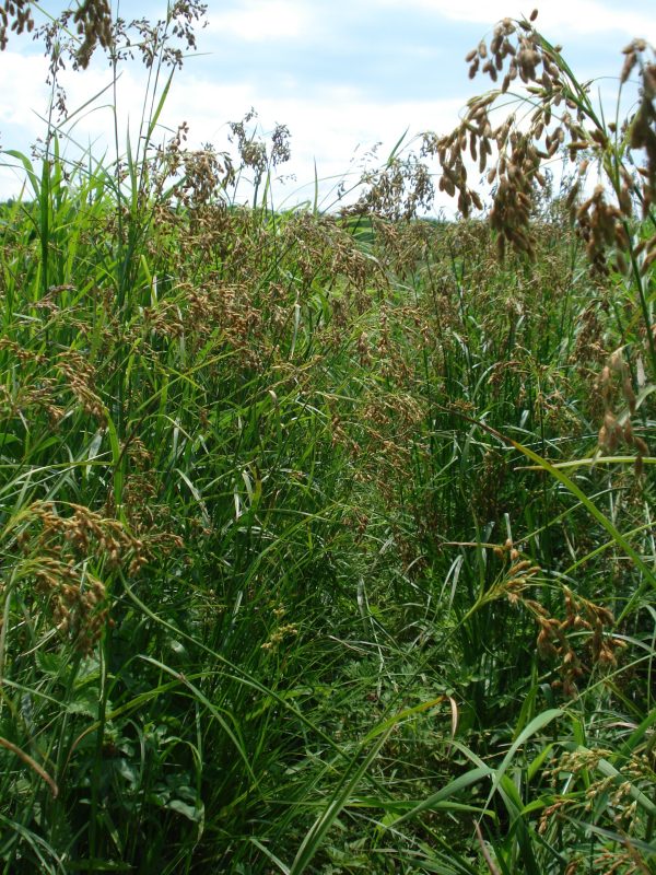 Nodding Bulrush (Scirpus pendulus), grass, Hamilton Native Outpost