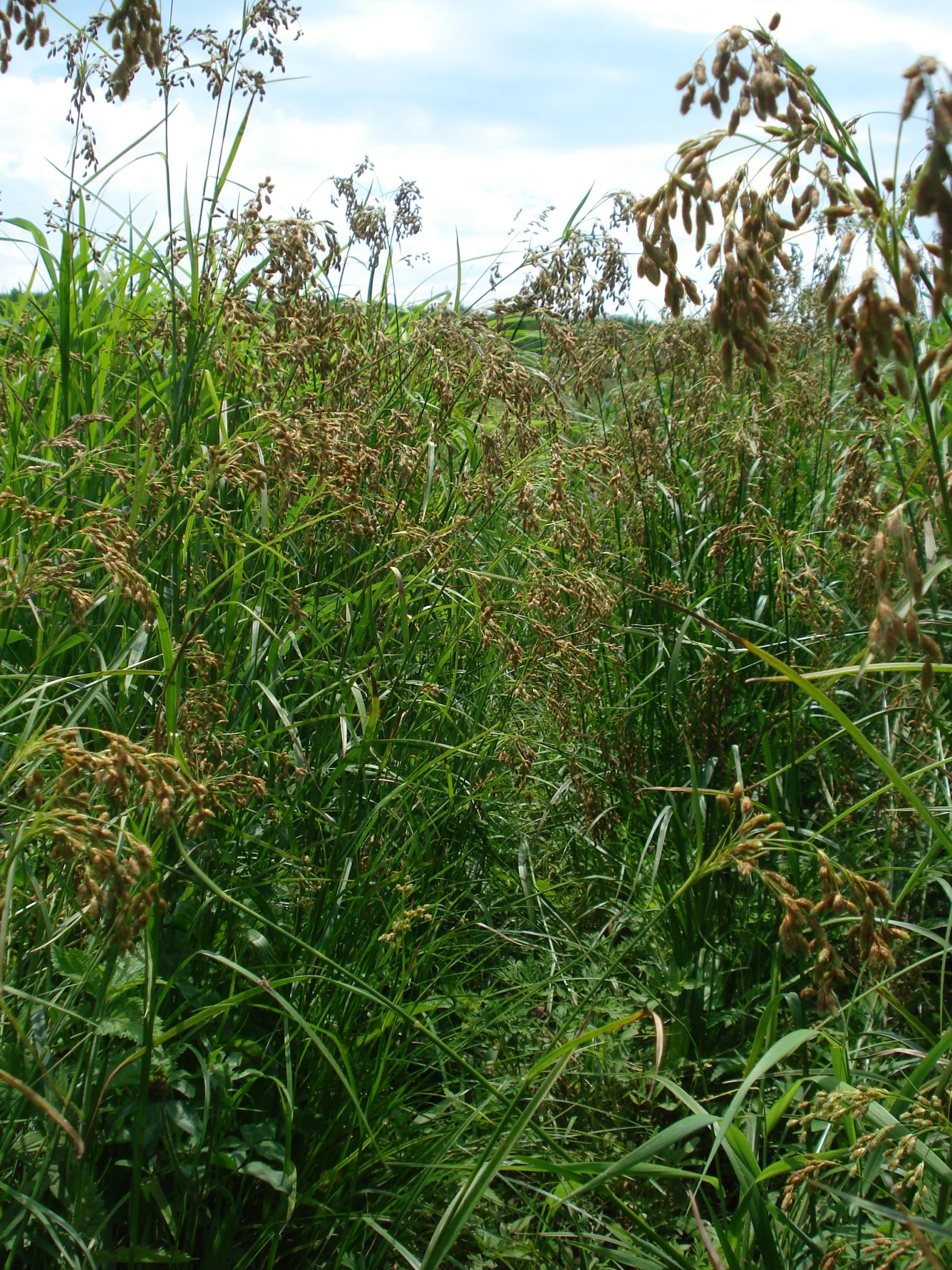 Nodding Bulrush (Scirpus pendulus), grass, Hamilton Native Outpost