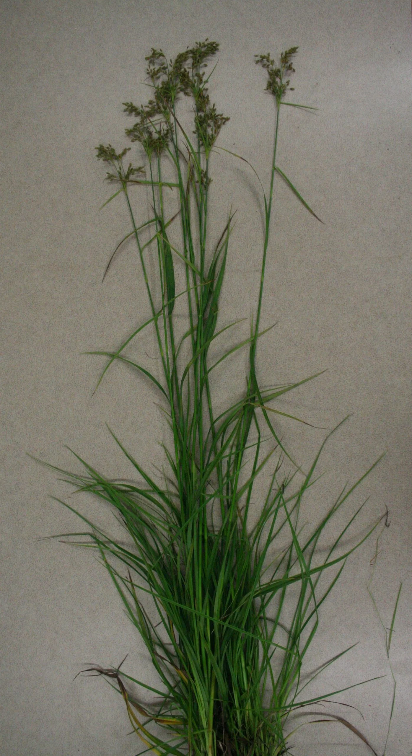 Nodding Bulrush (Scirpus pendulus), grass, Hamilton Native Outpost