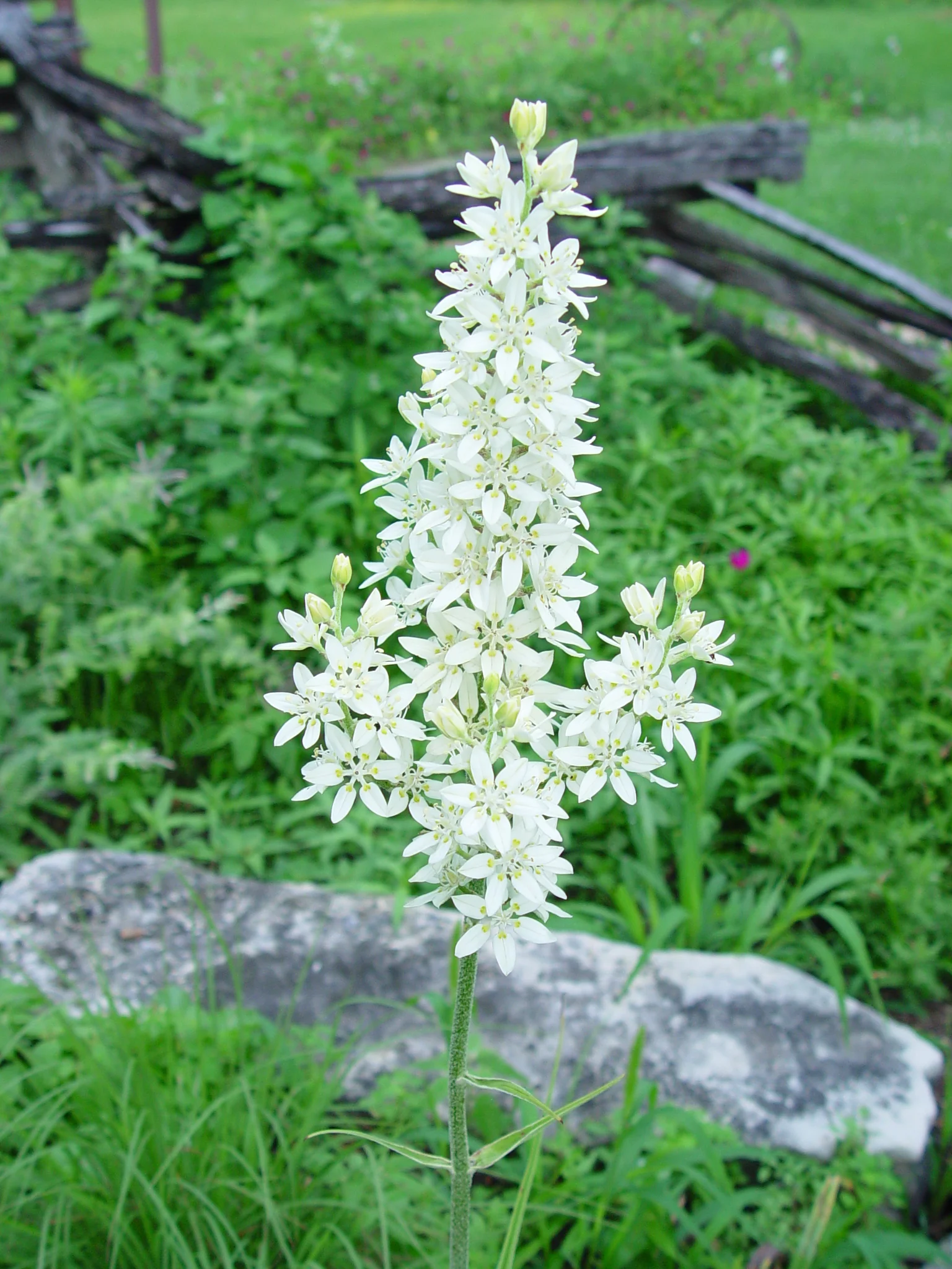 Bunchflower (Melanthium virginicum), wildflower, hamilton native outpost
