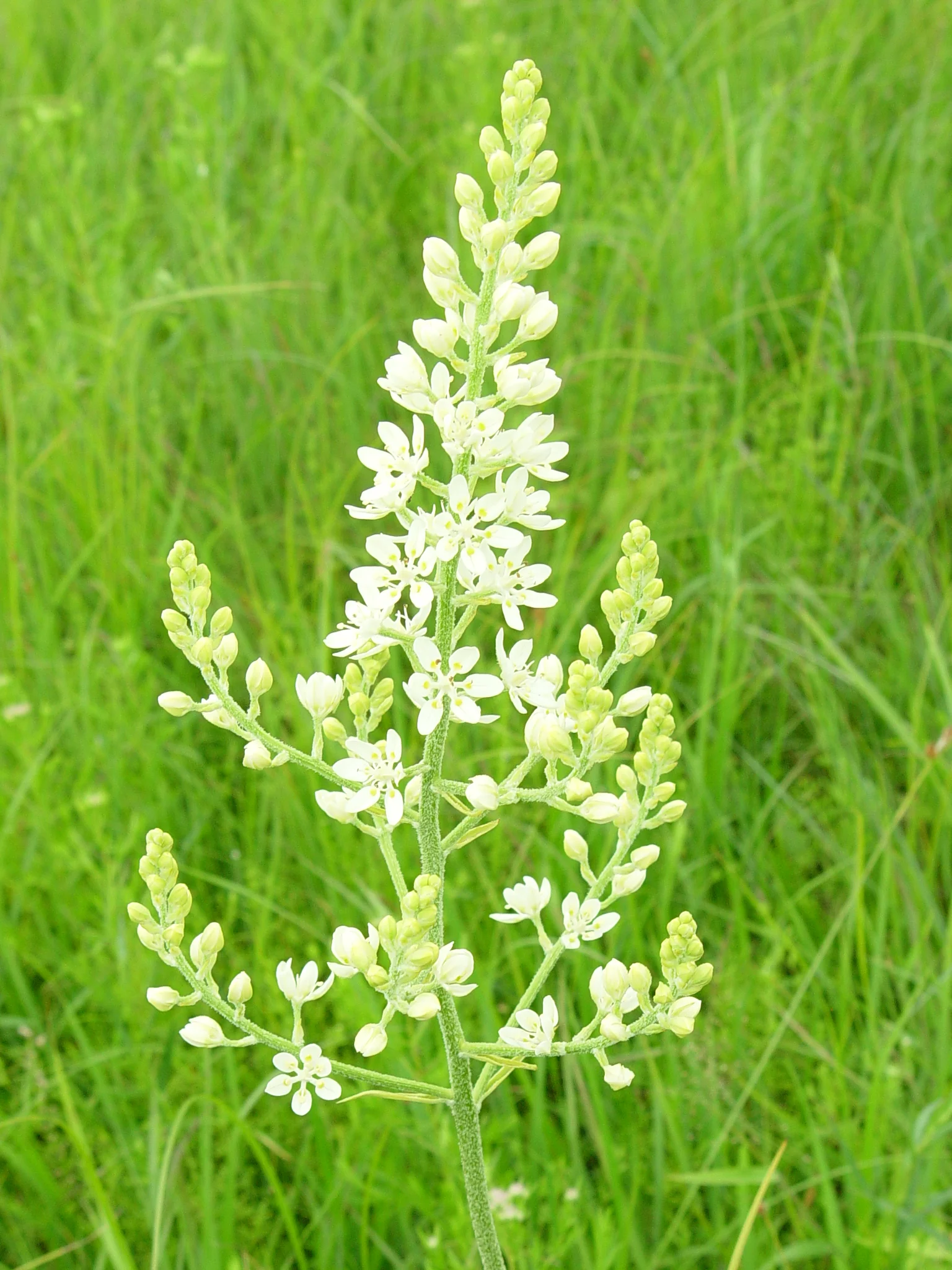 Bunchflower (Melanthium virginicum), wildflower, hamilton native outpost
