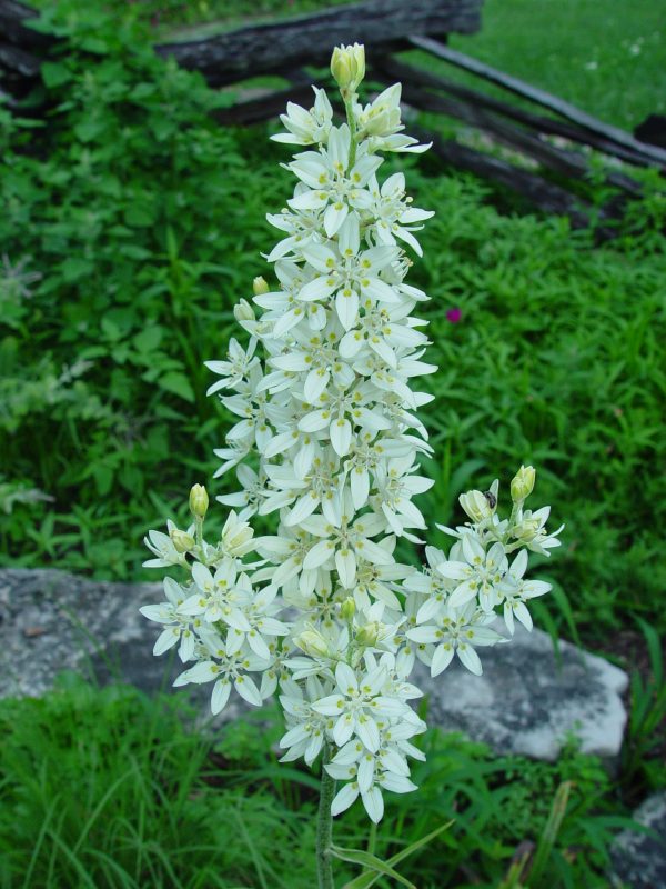 Bunchflower (Melanthium virginicum), wildflower, hamilton native outpost