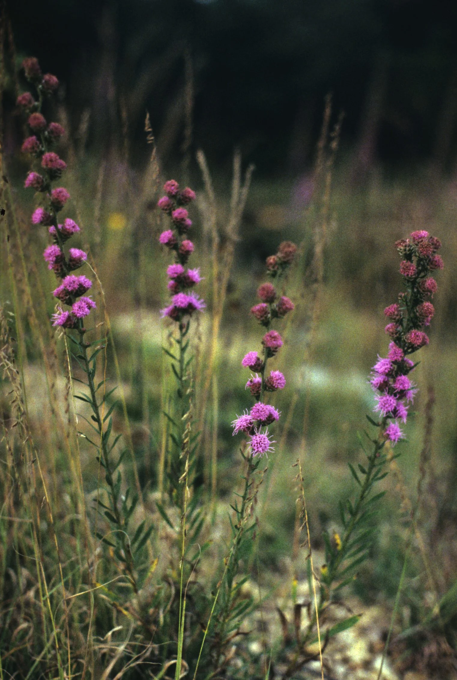 Blazing Star, Button (Liatris aspera), wildflower, hamilton native outpost