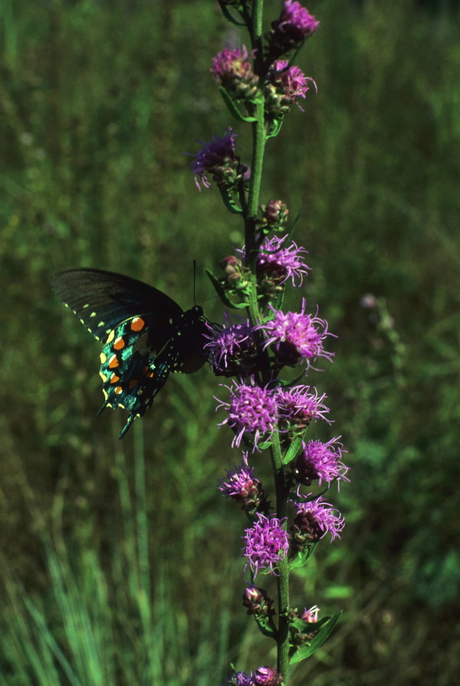 Blazing Star, Button (Liatris aspera), wildflower, hamilton native outpost