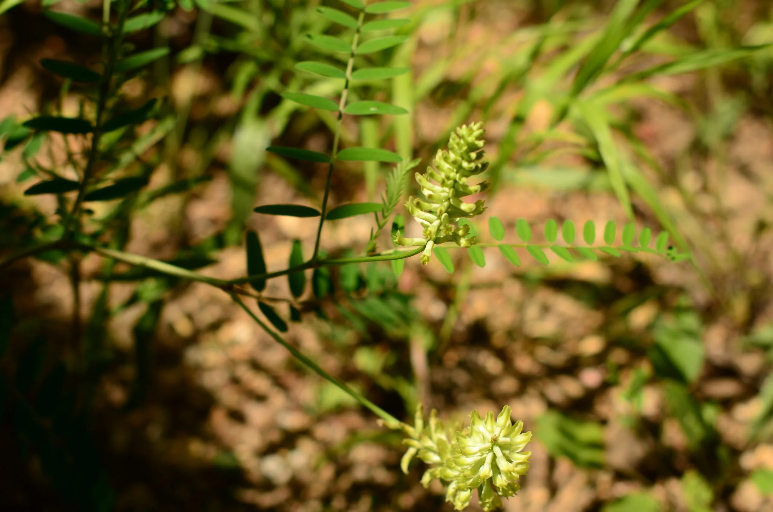 Milk vetch, Canada - Image 3