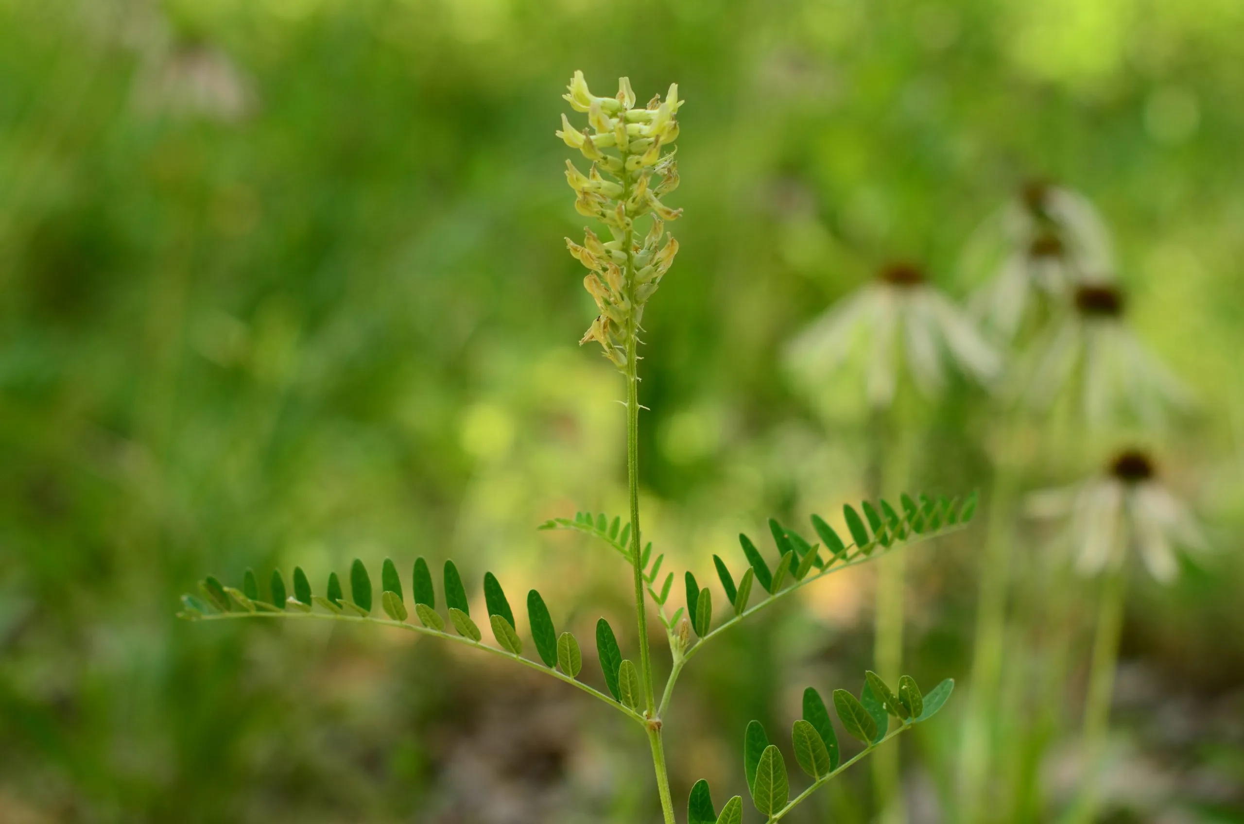 Milk vetch, Canada - Image 2
