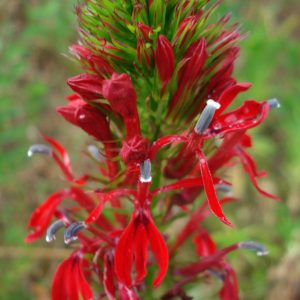 Cardinal Flower (Lobelia cardinalis), wildflower, hamilton native outpost