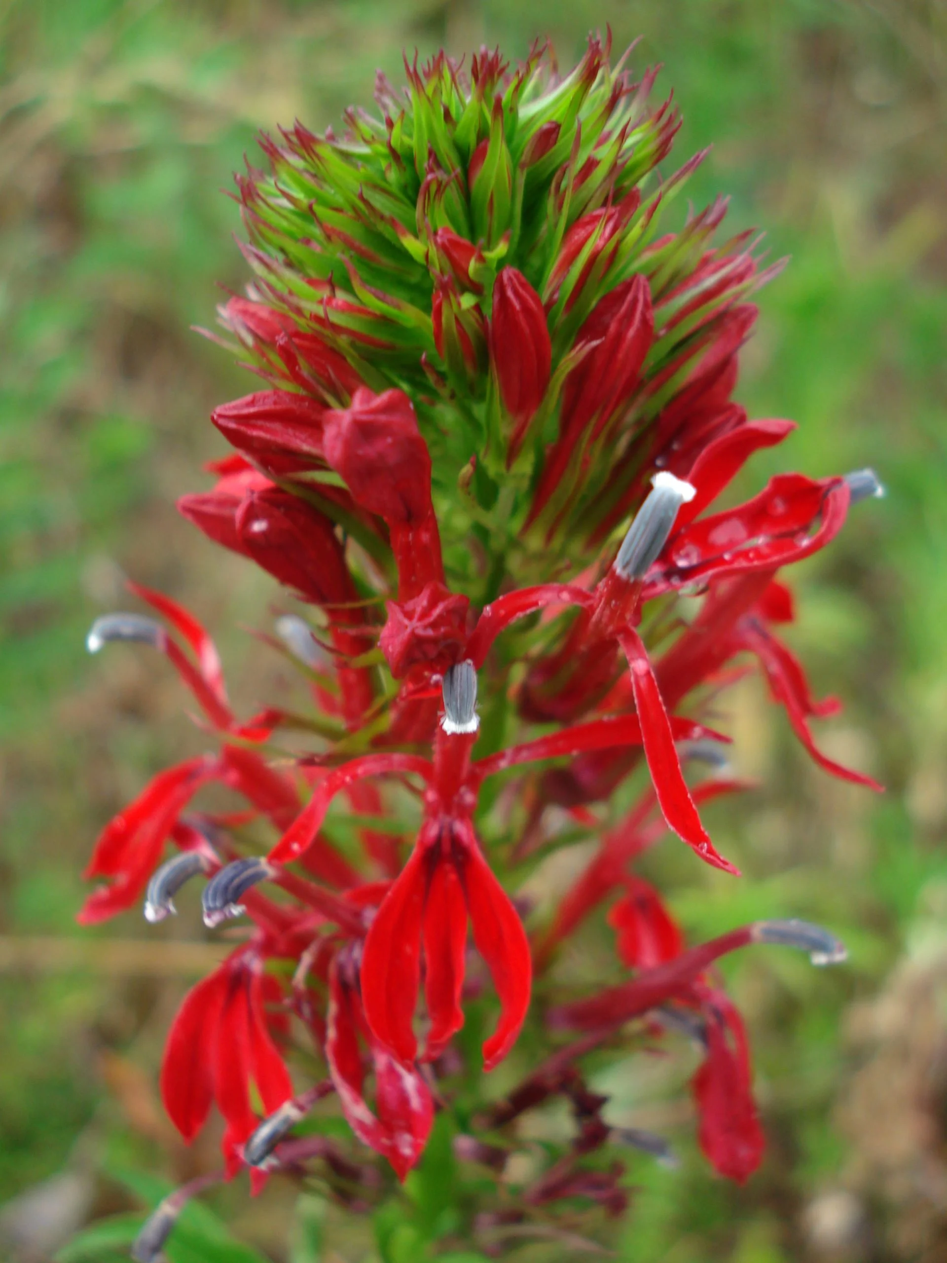 Cardinal Flower (Lobelia cardinalis), wildflower, hamilton native outpost