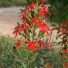 Royal Catchfly (Silene regia), wildflower, hamilton native outpost