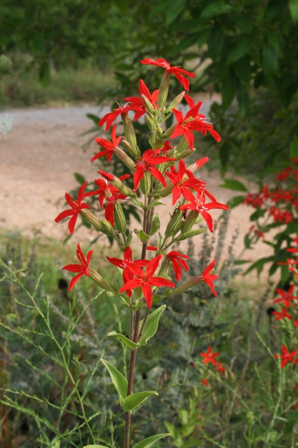 Royal Catchfly (Silene regia), wildflower, hamilton native outpost