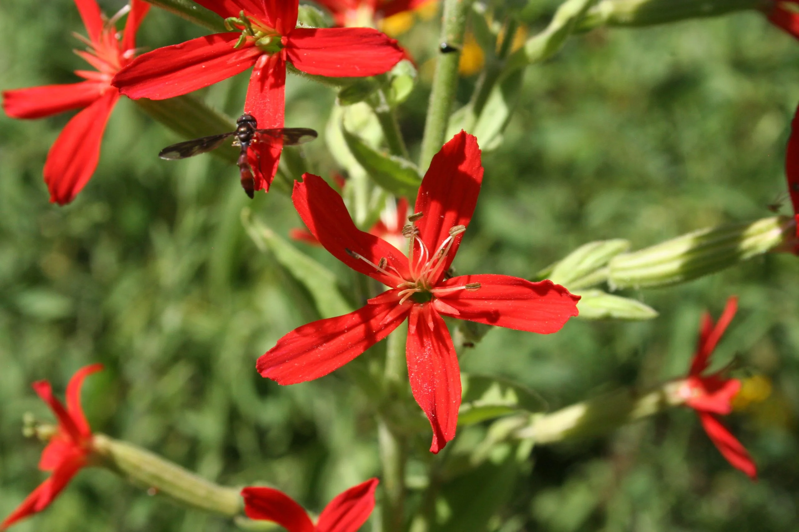 Royal Catchfly (Silene regia), wildflower, hamilton native outpost