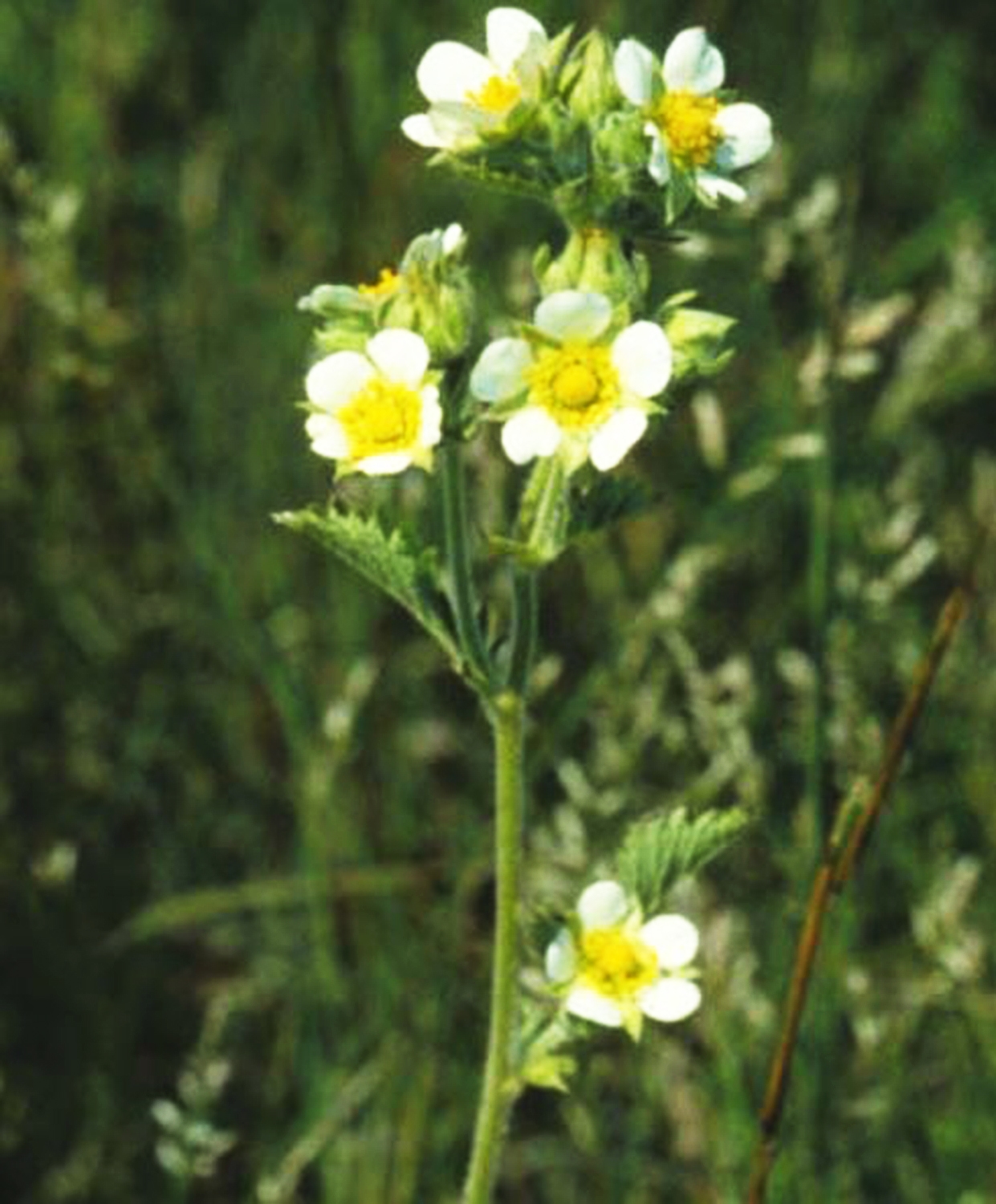 Prairie Cinquefoil